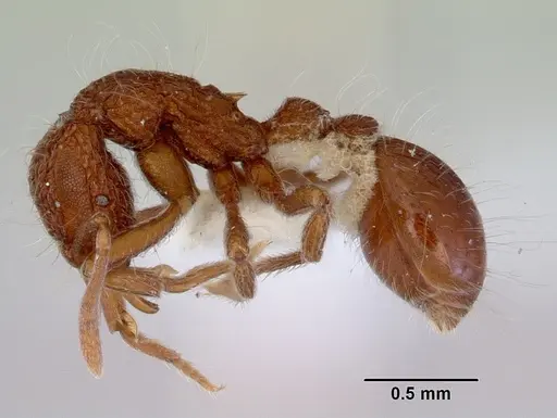 Dacetinops solivagus specimen CASENT0172457 image casent0172457_3