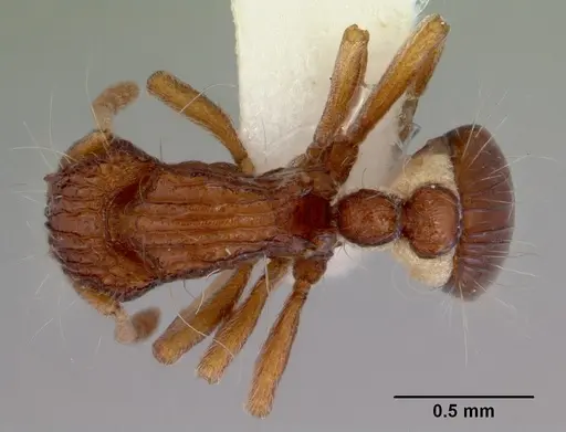 Dacetinops wilsoni specimen CASENT0172458 image casent0172458_1