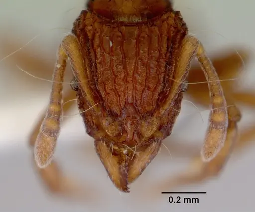 Dacetinops wilsoni specimen CASENT0172458 image casent0172458_2