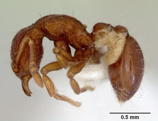 Dacetinops wilsoni specimen CASENT0172458 image casent0172458_3