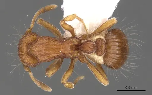 Dacetinops wilsoni specimen CASENT0900975 image casent0900975_1