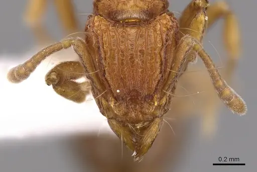 Dacetinops wilsoni specimen CASENT0900975 image casent0900975_2
