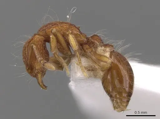 Dacetinops wilsoni specimen CASENT0900975 image casent0900975_3