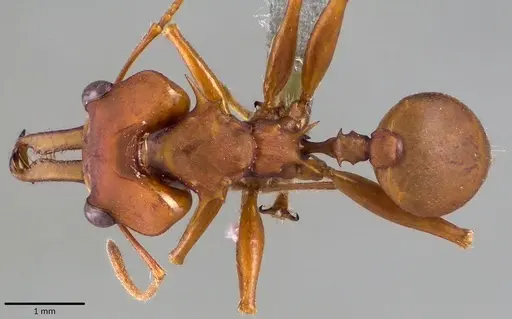 Daceton armigerum specimen ANTWEB1041826 image antweb1041826_1