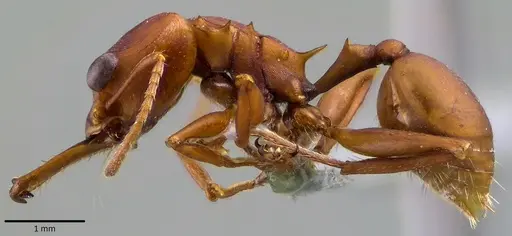 Daceton armigerum specimen ANTWEB1041826 image antweb1041826_3