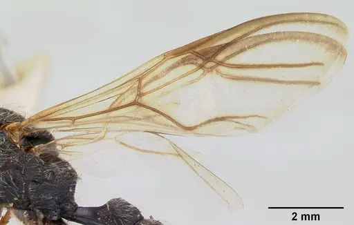 Daceton armigerum specimen CASENT0178490 image casent0178490_4