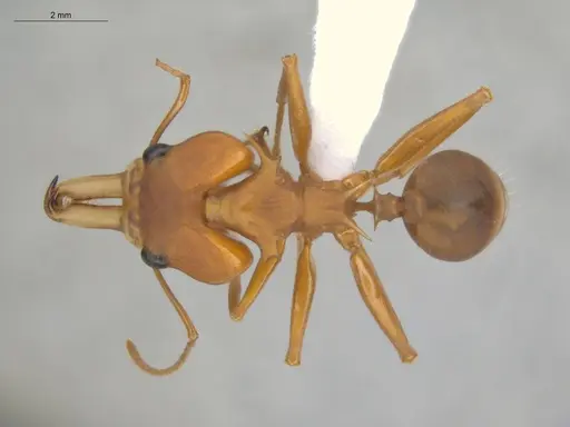 Daceton armigerum specimen ECOFOG-BUG-0962-04 image ecofog-bug-0962-04_1