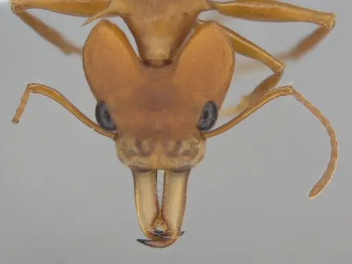 Daceton armigerum specimen ECOFOG-BUG-0962-04 image ecofog-bug-0962-04_2