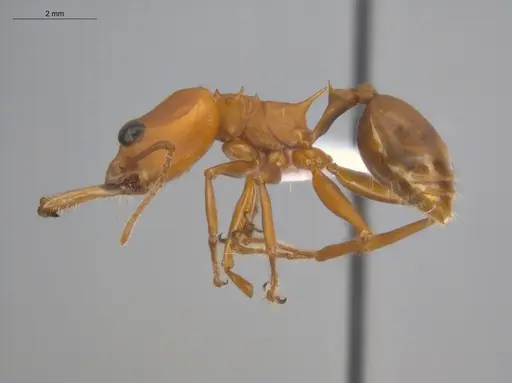 Daceton armigerum specimen ECOFOG-BUG-0962-04 image ecofog-bug-0962-04_3