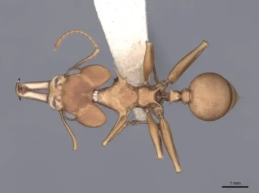 Daceton armigerum specimen FMNHINS0000049817 image fmnhins0000049817_1