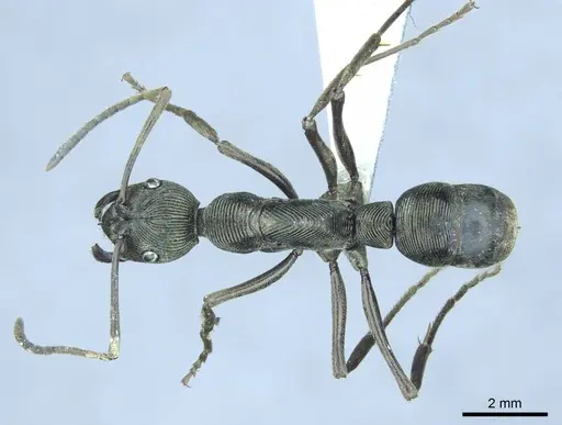 Diacamma aequale specimen CASENT0916098 image casent0916098_1