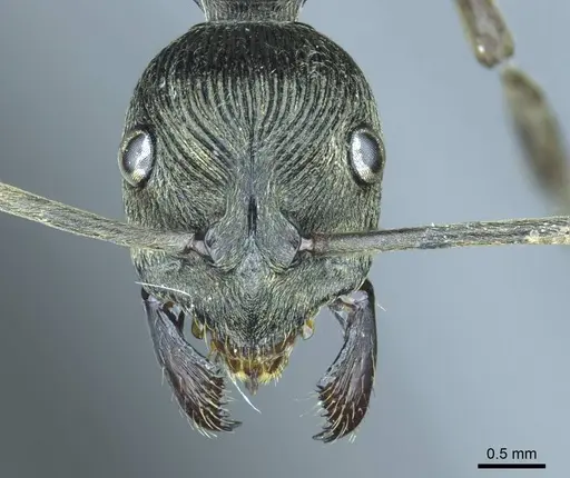 Diacamma aequale specimen CASENT0916098 image casent0916098_2