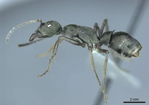 Diacamma aequale specimen CASENT0916098 image casent0916098_3