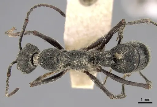 Diacamma assamense specimen CASENT0281888 image casent0281888_1