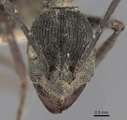 Diacamma assamense specimen CASENT0281888 image casent0281888_2