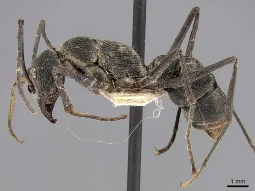 Diacamma assamense specimen CASENT0281888 image casent0281888_3