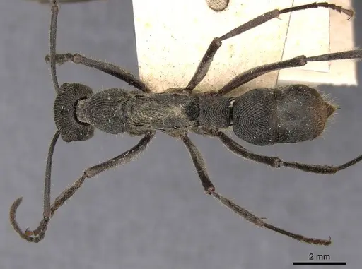 Diacamma assamense specimen CASENT0907216 image casent0907216_1