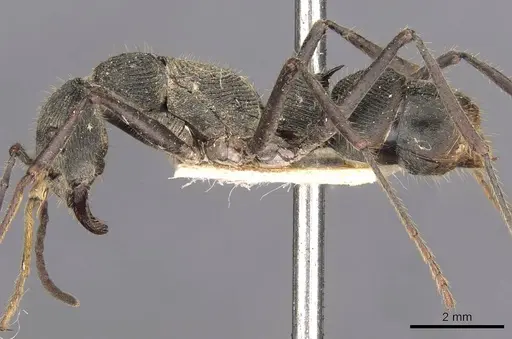Diacamma assamense specimen CASENT0907216 image casent0907216_3