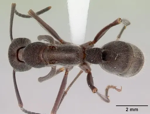 Diacamma australe specimen CASENT0172071 image casent0172071_1