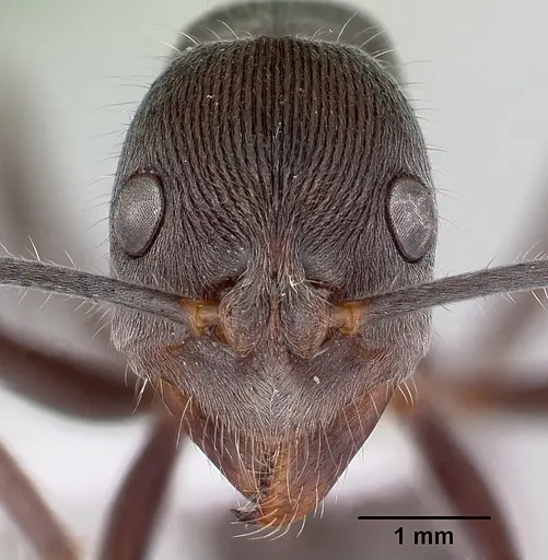 Diacamma australe specimen CASENT0172071 image casent0172071_2