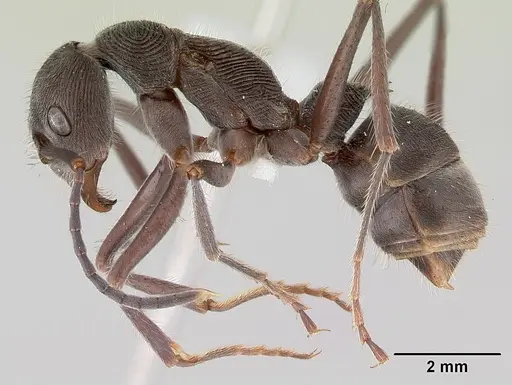 Diacamma australe specimen CASENT0172071 image casent0172071_3
