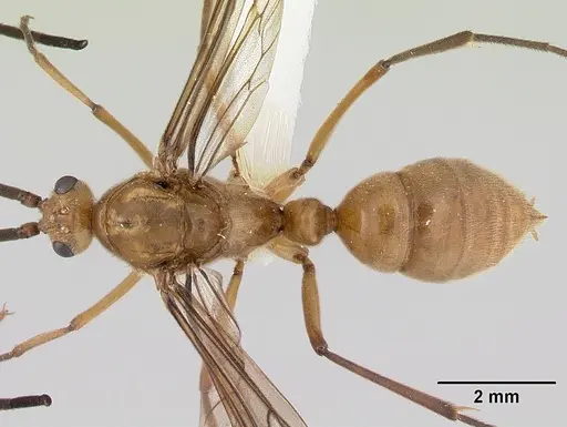 Diacamma australe specimen CASENT0172072 image casent0172072_1