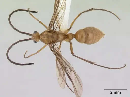 Diacamma australe specimen CASENT0172072 image casent0172072_2