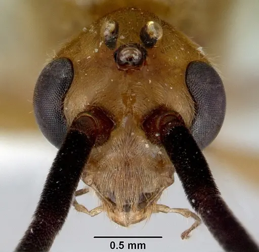 Diacamma australe specimen CASENT0172072 image casent0172072_3