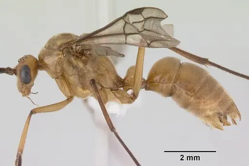Diacamma australe specimen CASENT0172072 image casent0172072_4