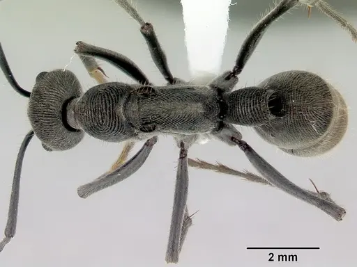 Diacamma australe specimen CASENT0172073 image casent0172073_1