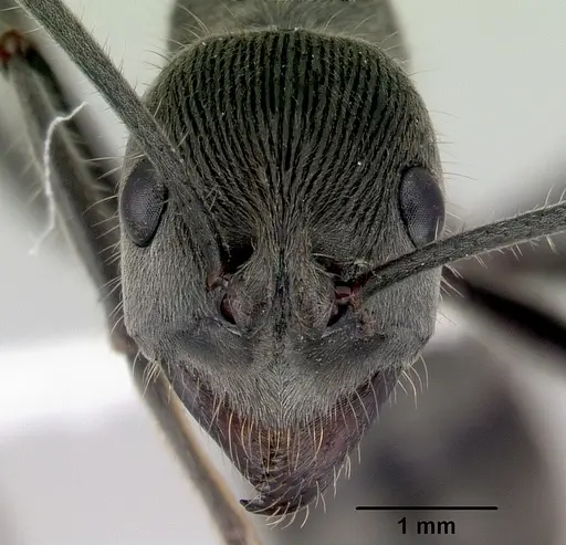 Diacamma australe specimen CASENT0172073 image casent0172073_2