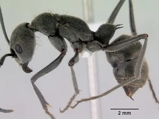 Diacamma australe specimen CASENT0172073 image casent0172073_3