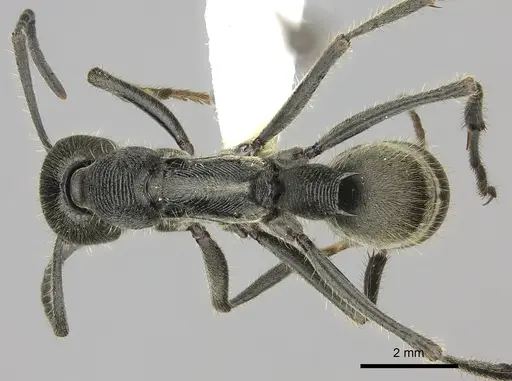Diacamma australe specimen CASENT0260415 image casent0260415_1
