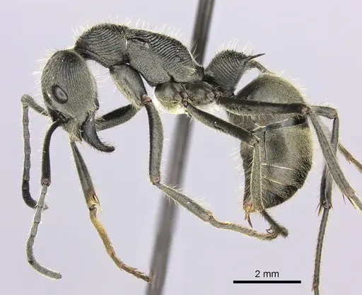 Diacamma australe specimen CASENT0260415 image casent0260415_3