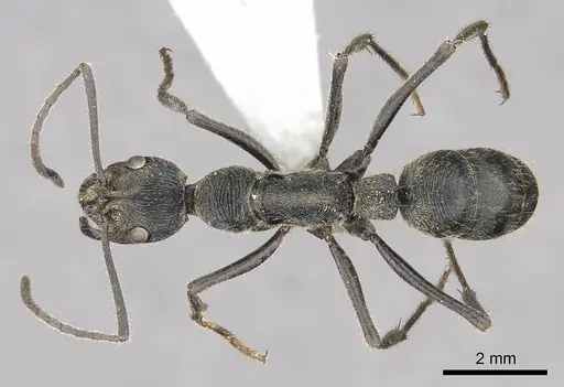 Diacamma baguiense specimen CASENT0915967 image casent0915967_1