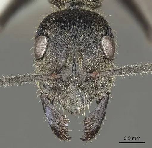 Diacamma baguiense specimen CASENT0915967 image casent0915967_2