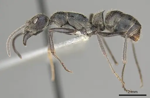 Diacamma baguiense specimen CASENT0915967 image casent0915967_3