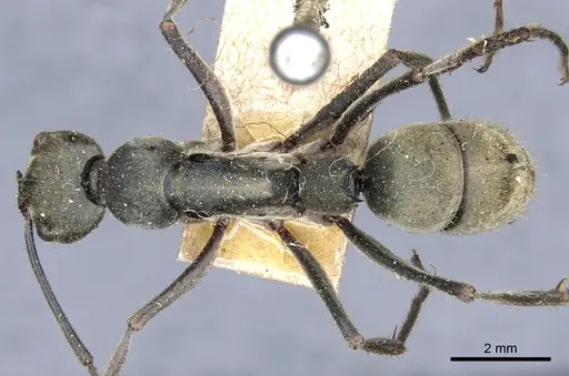 Diacamma bispinosum specimen CASENT0903867 image casent0903867_1
