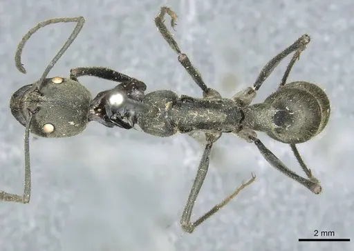 Diacamma bispinosum specimen CASENT0913725 image casent0913725_1
