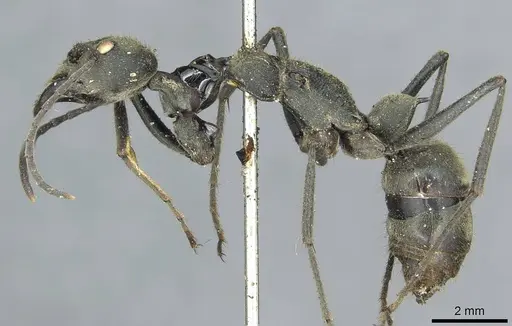 Diacamma bispinosum specimen CASENT0913725 image casent0913725_3