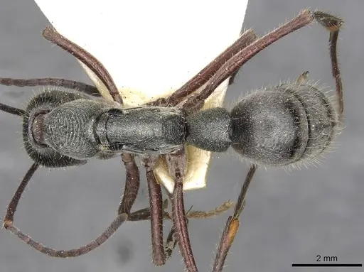 Diacamma bispinosum specimen CASENT0915175 image casent0915175_1
