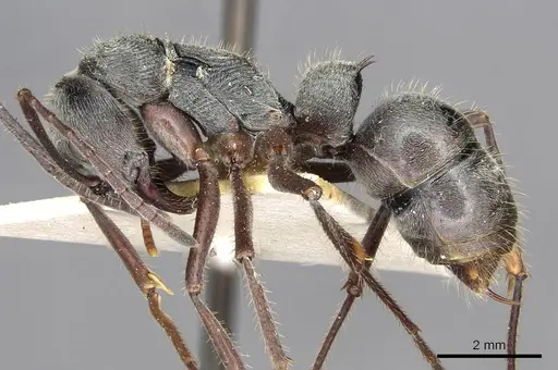 Diacamma bispinosum specimen CASENT0915175 image casent0915175_3