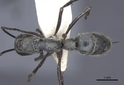 Diacamma bispinosum specimen CASENT0916819 image casent0916819_1