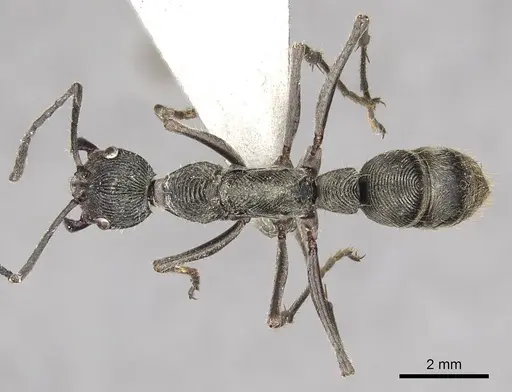 Diacamma brevistriatum specimen CASENT0915958 image casent0915958_1