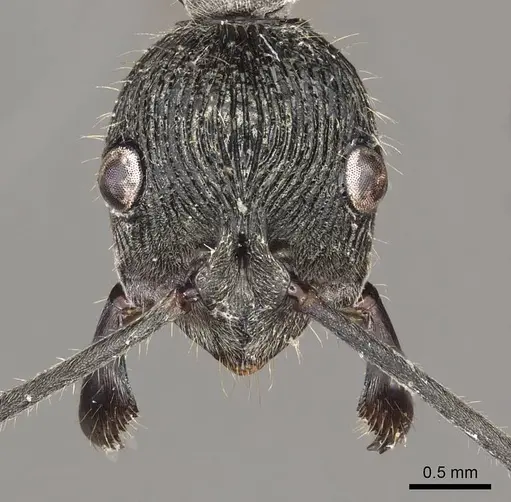 Diacamma brevistriatum specimen CASENT0915958 image casent0915958_2