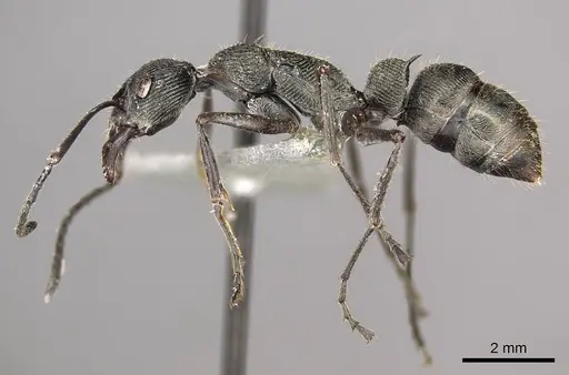 Diacamma brevistriatum specimen CASENT0915958 image casent0915958_3