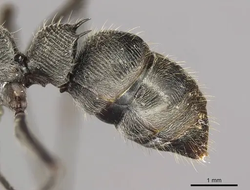 Diacamma brevistriatum specimen CASENT0915958 image casent0915958_4