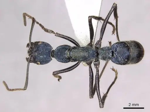 Diacamma caeruleum specimen CASENT0915965 image casent0915965_1