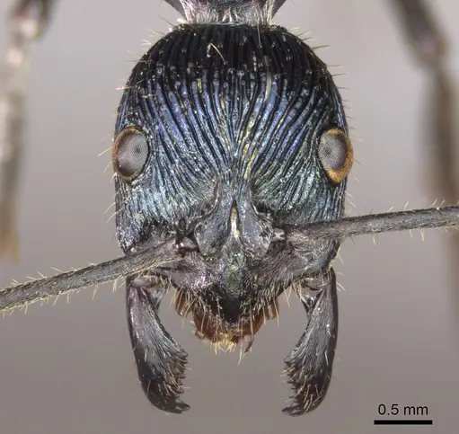 Diacamma caeruleum specimen CASENT0915965 image casent0915965_2