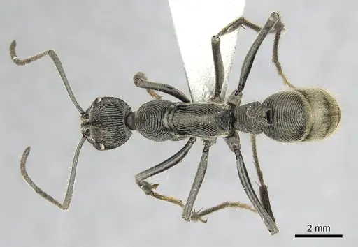 Diacamma carbonarium specimen CASENT0915966 image casent0915966_1